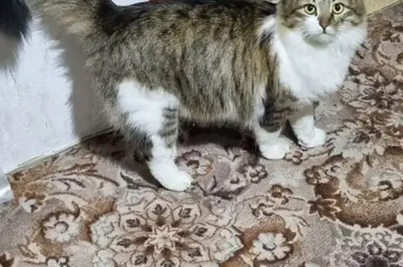 Пропала кошка, ул. Красный Октябрь, 10 - photo