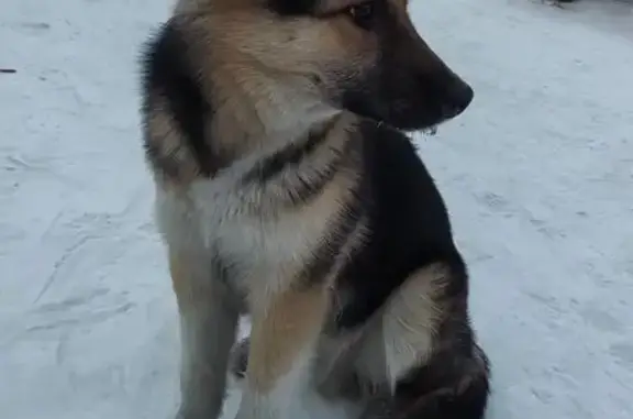 Пропала собака, Новобульварная 119, Чита - photo