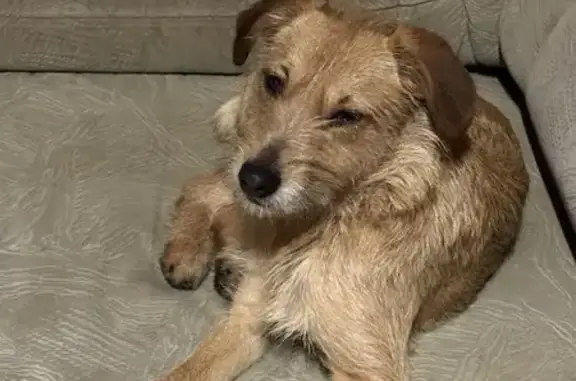 Найдена собака, Серпухов, фото: Серпухов: найдена собака с купированным хвостом