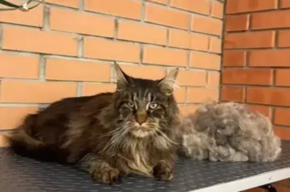 Пропала кошка на Кирова, 31, Белая Калитва - photo