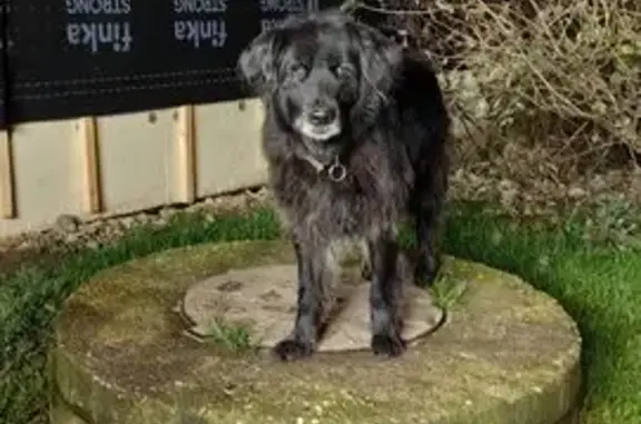 Пропала собака в Алабушево, МО - photo