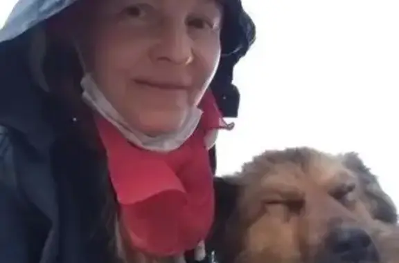 Пропала собака, Золино, 46Н-03845 - photo