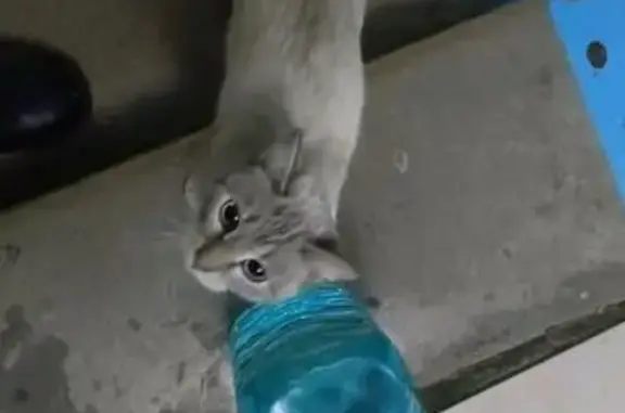 Найдена кошка, Якутск, фото: Кошка найдена на Чайковского 2/7, Якутск