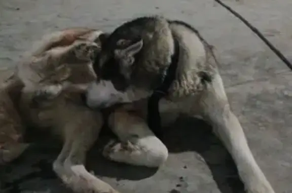 Найдена собака, Каменецкое, фото: Хаски найдена, Каменецкое, Тульская обл.