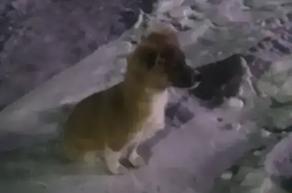 Найдена собака, Хабаровск, фото: Собака найдена, ост. МЖК, Хабаровск