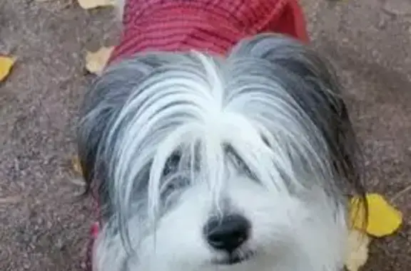 Собаки потеряшки, Шушары, фото: Потеряшка собака на Колпинском шоссе, Шушары