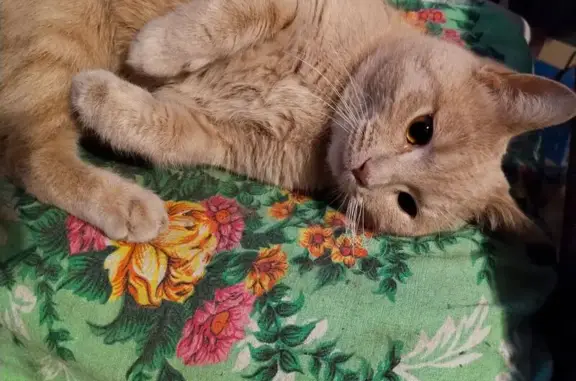 Найдена кошка, Михайловск, фото: Найдена кошка в Михайловске, Ставрополье