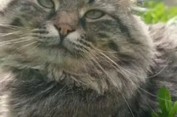 Пропал кот Марвел, Кавказская ул., Грибановский - photo