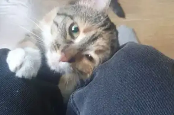 Пропала кошка в Кремнево, Калининградская обл. - photo