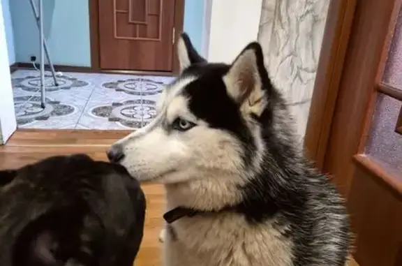 Найдена собака, Оренбург, фото: Хаски найдена, Оренбург, красный ошейник