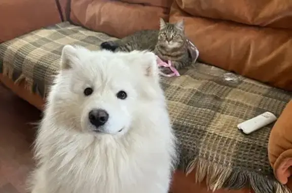 Пропала собака, Державинская ул., Тамбов - photo