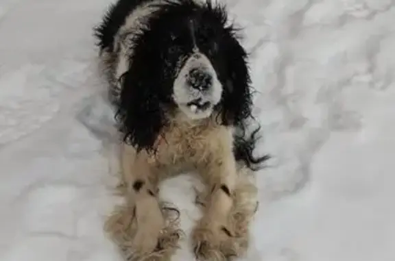 Найдена собака, Игра, фото: Спаниель найден на трассе Игра-Глазов