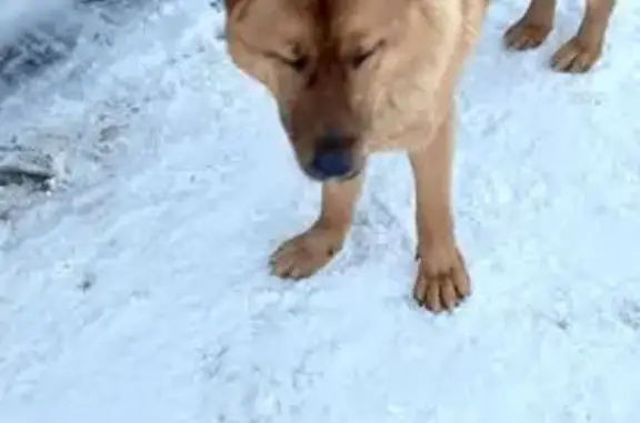 Найдена собака, Паткино, фото: Собака найдена: 55, Паткино