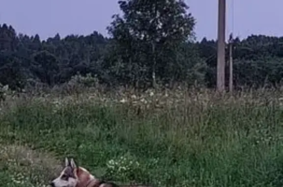 Пропала лайка, Высокое, 66Н-1723 - photo