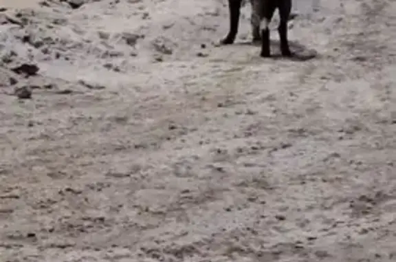 Найдена собака, Томск, фото: Собака найдена: Дальне-Ключевская 25Б