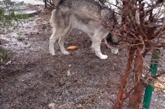 Собака найдена: ул. Дубинина, 57, Волгоград - photo