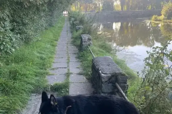 Собаки потеряшки, Калининград, фото: Потеряшка собака Флоки, ул. Жиленкова, Калининград