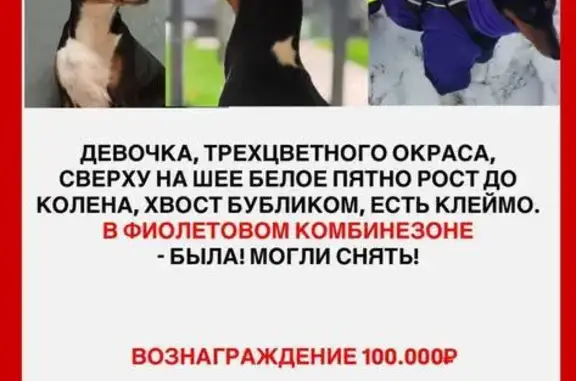 Пропала собака, Таёжная ул. 13, Тюмень - photo