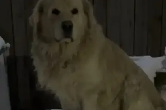 Пропала собака, Выгонная 200, Новотитаровская - photo