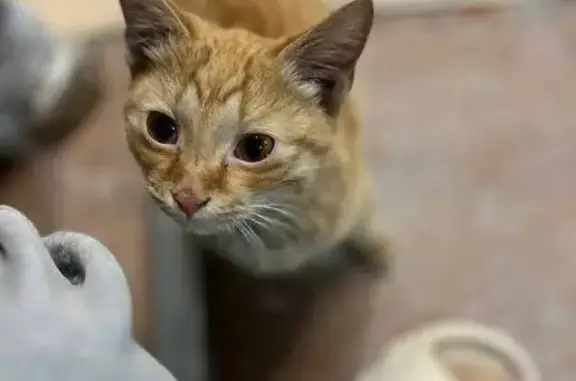 Объявления о пропавших и найденных животных, Абакан, фото: Рыжая кошка найдена: Запорожская, 1, Абакан