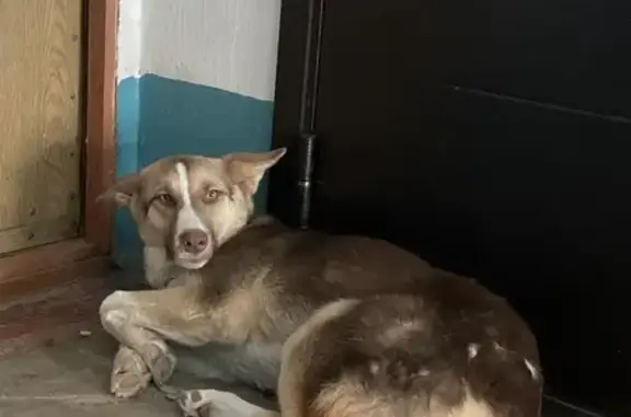 Найдена собака, Новотроицк, фото: Ласковая собака найдена, Губина 4, Новотроицк