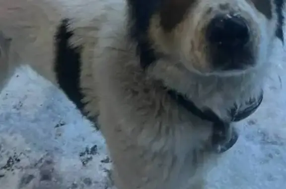 Пропала собака, Московский тракт, Тюмень - photo