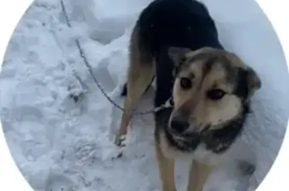 Пропала собака в Ялунихе, Алапаевск - photo