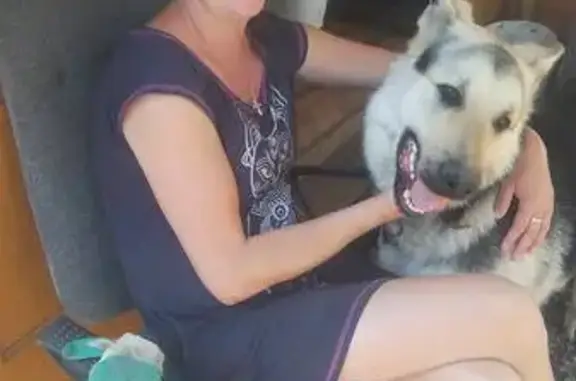 Пропала овчарка, Полярная 107, Красноярск - photo