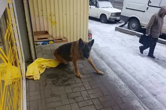 Найдена собака, Ростов-на-Дону, фото: Собака найдена, Зоологическая 18, Ростов