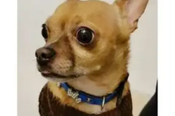 Найдена собака, Пушкино, фото: Чихуа найден на Лесной улице, Пушкино