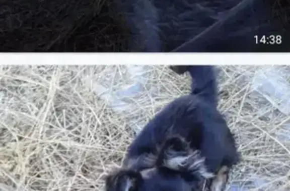 Пропала собака, Луговая ул. 50, Ельники - photo