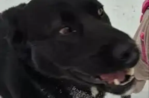 Найдена собака, Красногорск, фото: Собака найдена: Воскресенская, 1, Красногорск