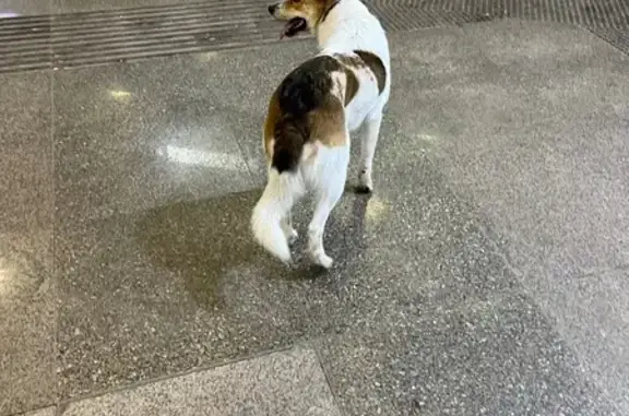 Найдена собака, Нижний Новгород, фото: Собака найдена на Мещерском бульваре