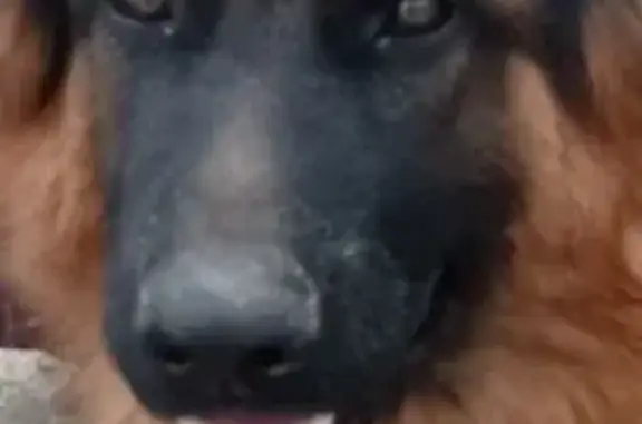 Пропала собака, ул. Лесная, Лебяжье - photo