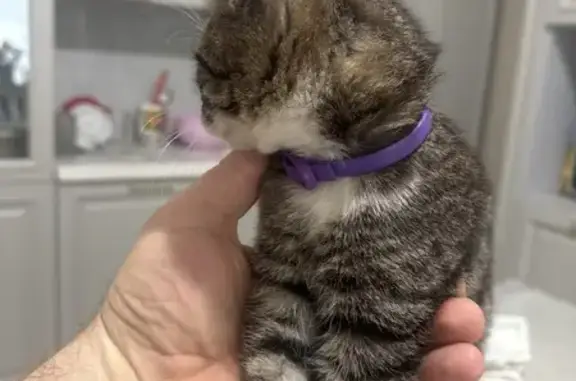 Найдена кошка, Махачкала, фото: Кошка найдена: двор дома, Махачкала