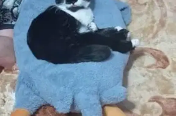 Кошки потеряшки, Елец, фото: Потеряшка кошка, Подгорная 14, Елец