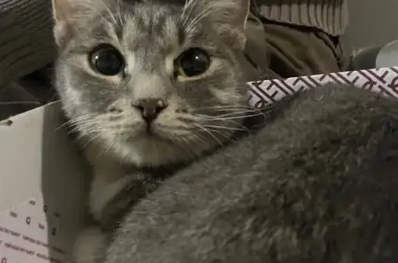 Найдена кошка, Тюмень, фото: Кошка найдена, ул. Новосёлов 103, Тюмень