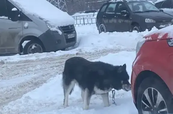 Найдена собака, Нижний Новгород, фото: Собака найдена: Южный бульвар, Н. Новгород