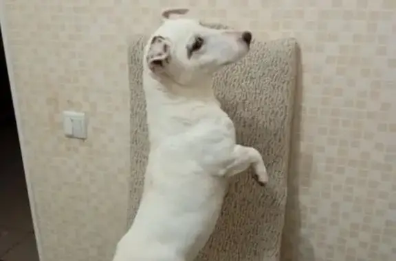 Пропала собака, Розовая ул. 11, Ессентуки - photo