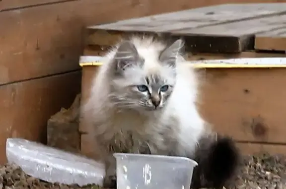 Найдена кошка, Нижнее Санчелеево, фото: Кошка найдена под баней в Нижнем Санчелеево