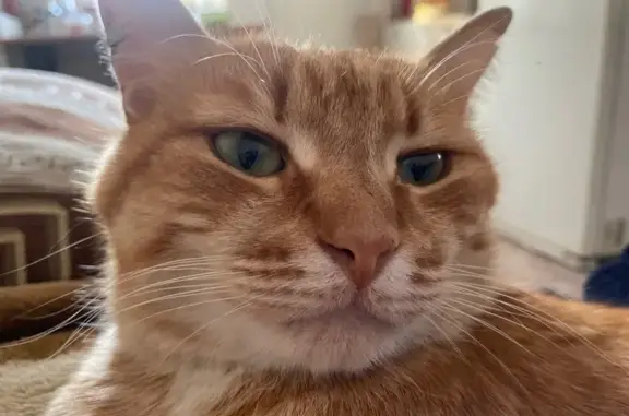 Пропала кошка, Комсомольская ул., Сарапул - photo