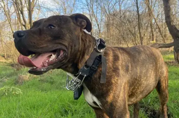 Пропала собака Джорж, Ленинградская 17 - photo