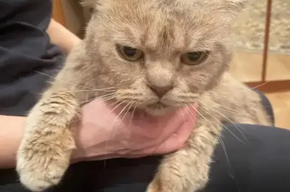 Найдена кошка, Калининград, фото: Кошка найдена на Киевской улице, Калининград