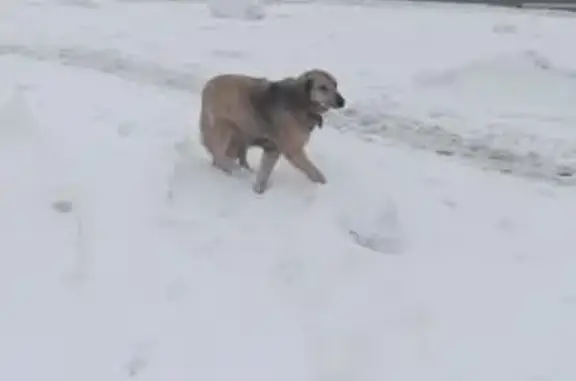 Найдена собака, Москва, фото: Найдена собака с ошейником, Москва