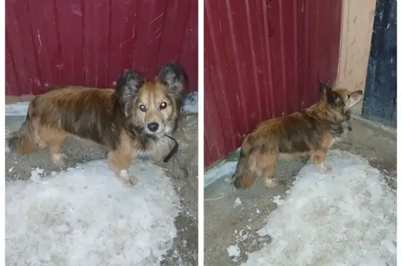 Найдена собака у Адмирала Ушакова 86/2 - photo