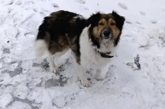 Найдена собака, Берёзовская, фото: Найдена собака, Большой Лычак, Волгоград
