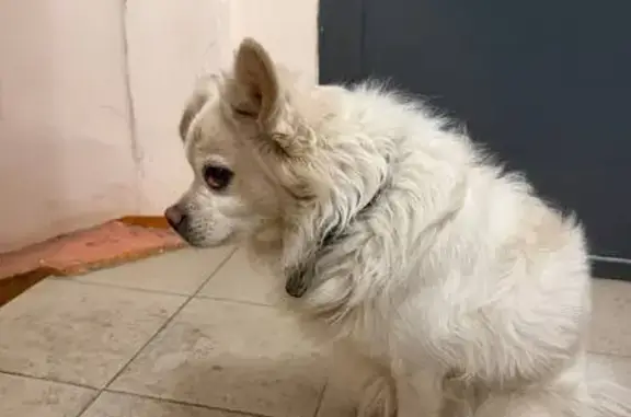 Найдена собака, Красноярск, фото: Собака найдена: ул. Копылова, 66, Крск