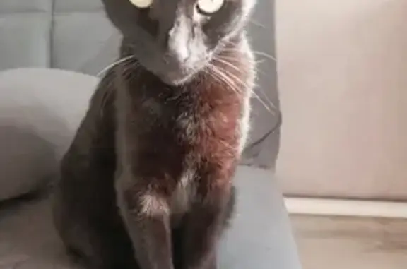 Пропала кошка, ул. Льва Толстого 24, Балезино - photo