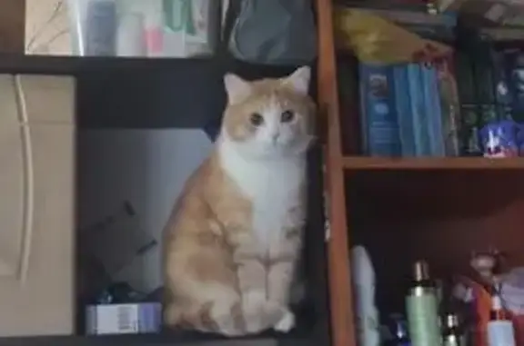 Объявления о пропавших и найденных животных, Лабытнанги, фото: Пропала кошка, Октябрьская ул., 16