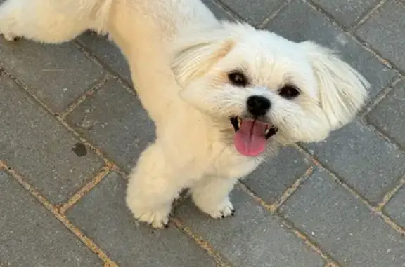 Пропала собака, Тверь - photo